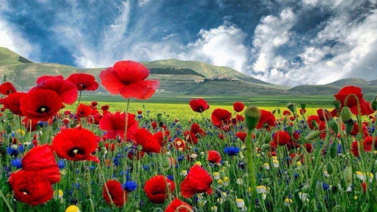beautiful-hd-background-with-poppies-915x515-1