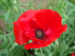 one-poppy