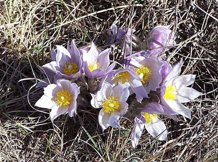 prairie_crocus