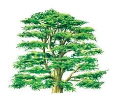 CEDAR