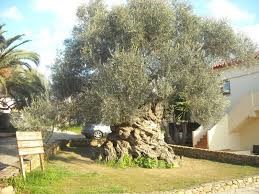OLIVE TREE